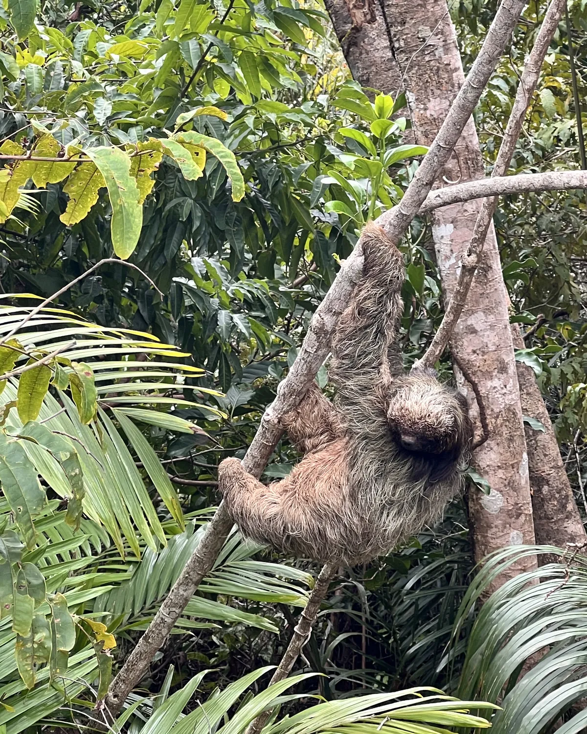 A three toed sloth in the atlantic forest