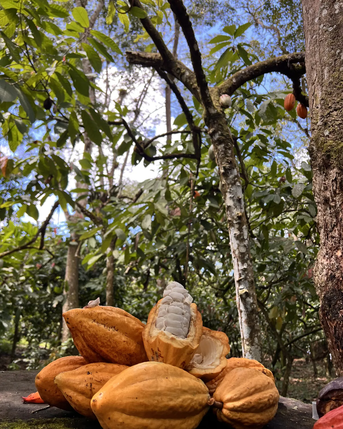 Cacao pods on a farm in bahia