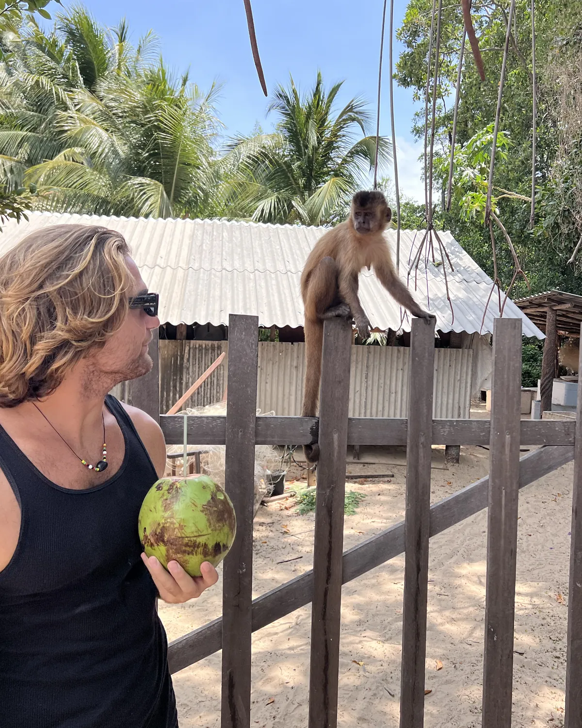 A marmoset after a fresh coconut