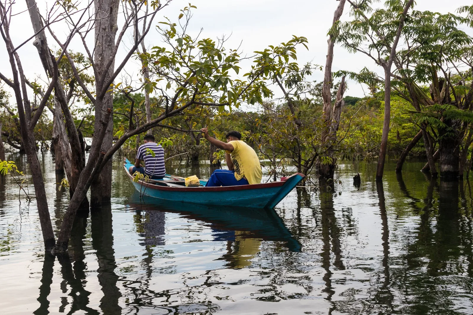 Two men paddling a small blue canoe between the trunks of trees standing in flooded forest, green leaves above them and the water dark and still