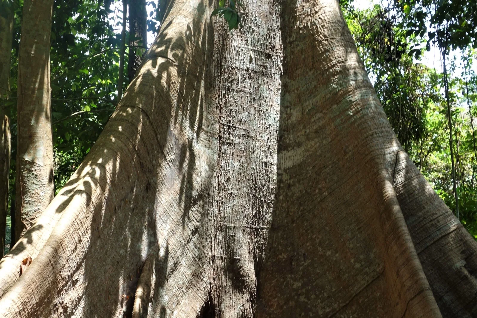 Looking up the pale, ridged trunk of a giant tree where it splits into tall buttress roots, forest crowding in on either side