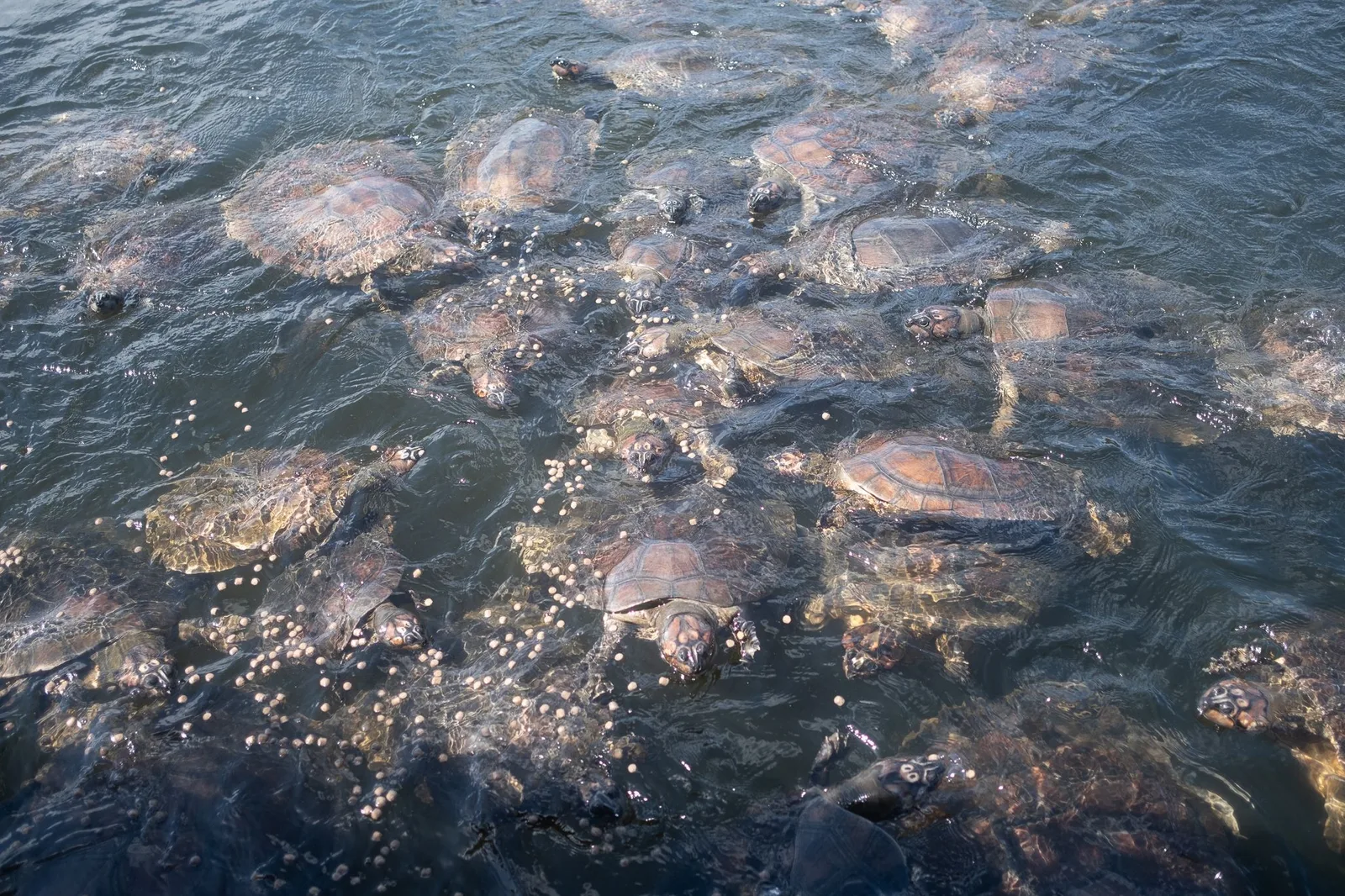 Dozens of river turtles crowded together at the surface of dark water, their shells and heads breaking through the ripples