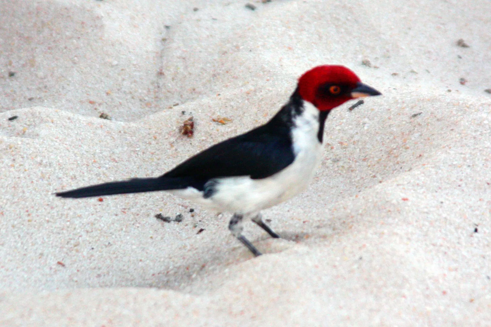 A small bird with a bright red head, black back and white belly standing on white sand