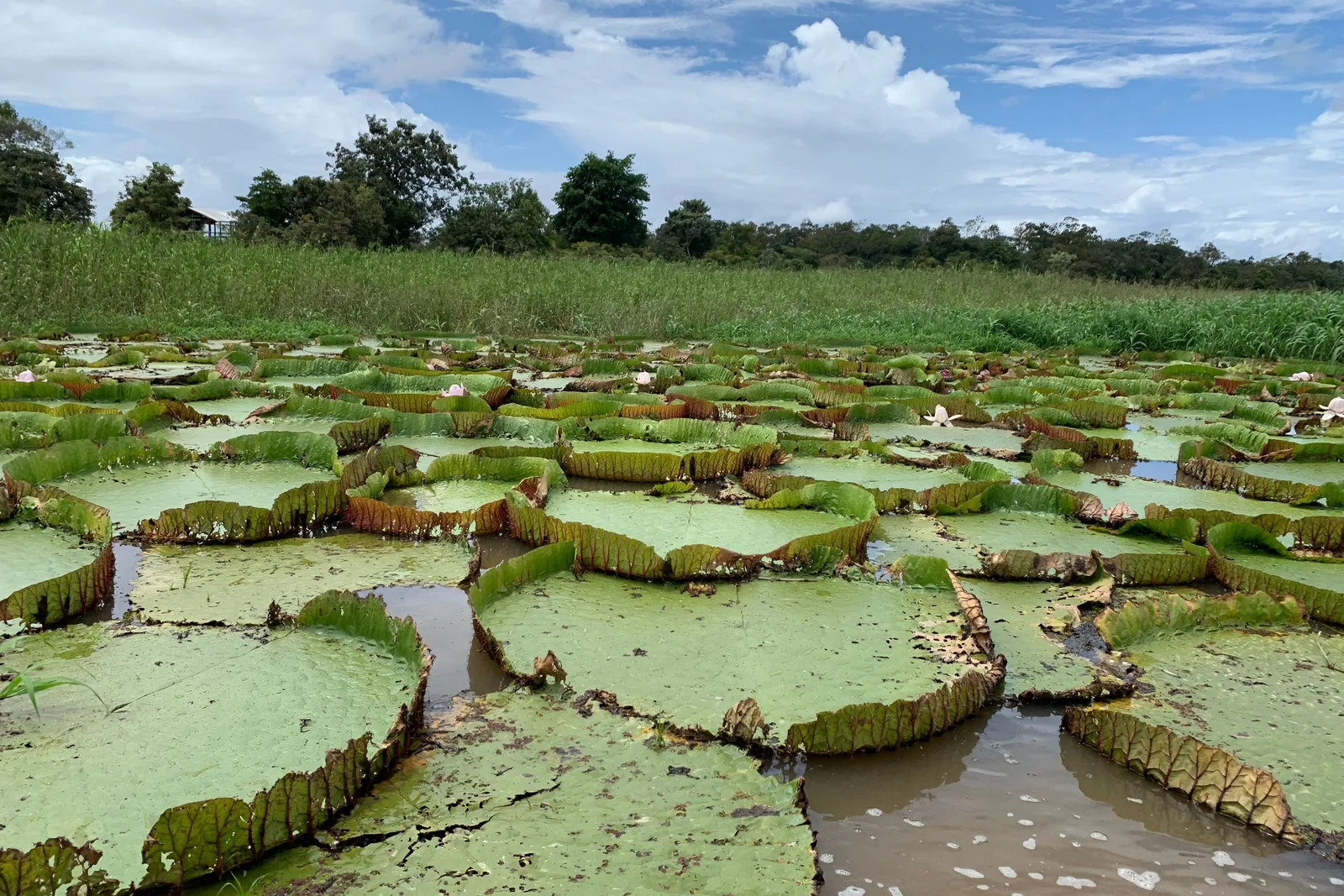 Dozens of giant round water lily pads with upturned rims floating on brown water, tall grass and trees behind under a cloudy sky
