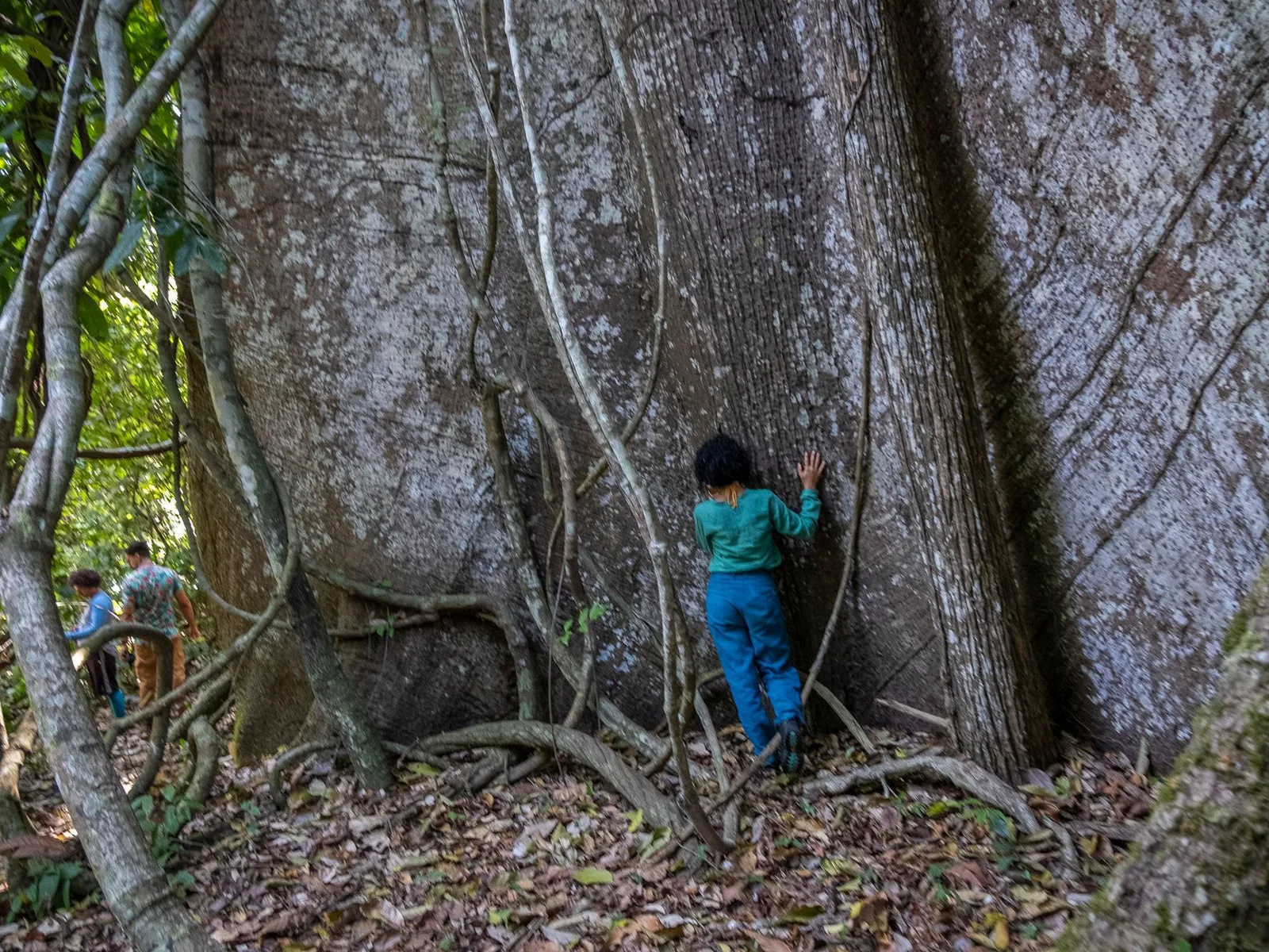 A small child in a blue shirt standing against the base of an enormous gray tree trunk, its buttress roots taller than the child and lianas hanging down around it in the forest