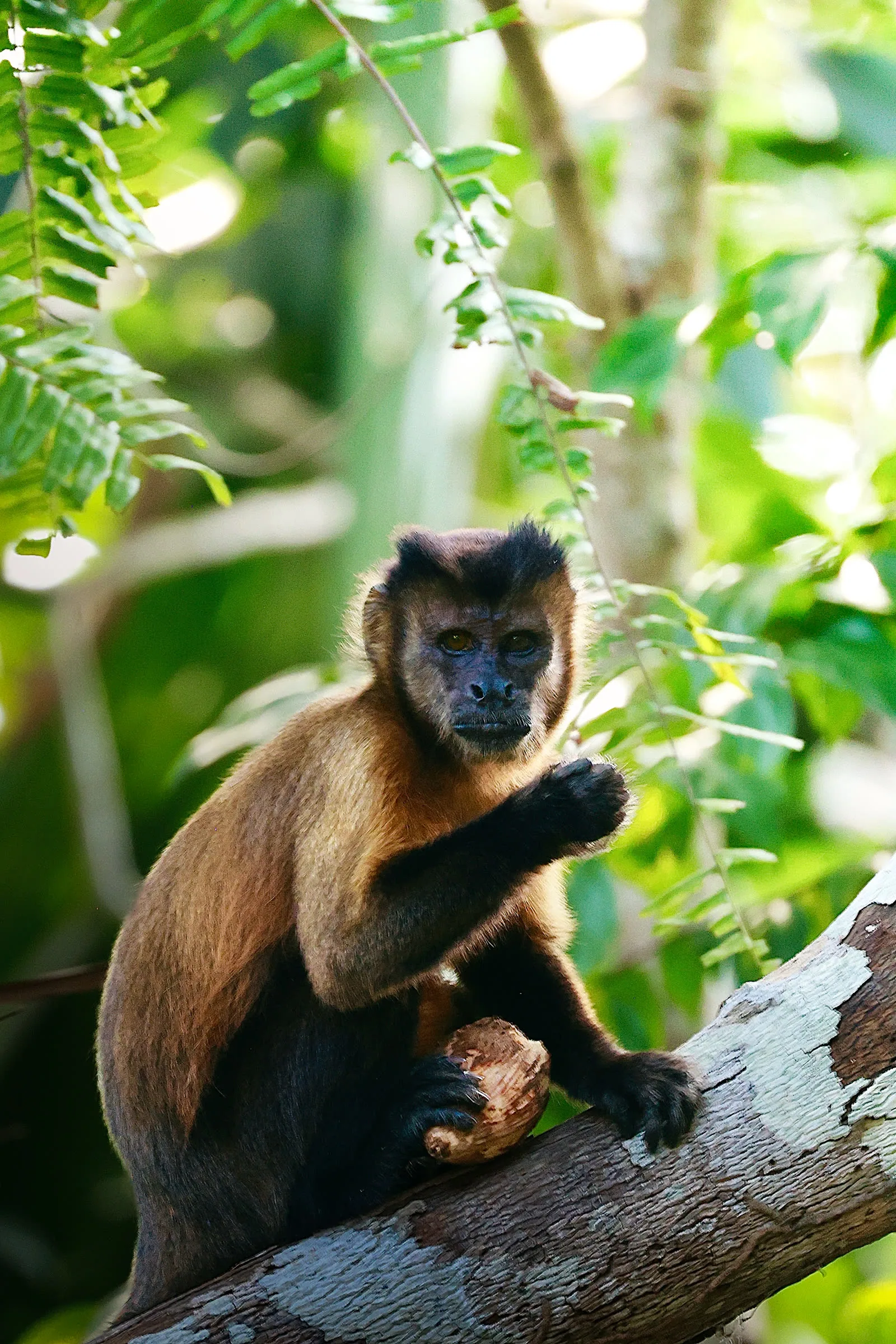 Wildlife in the Amazon canopy