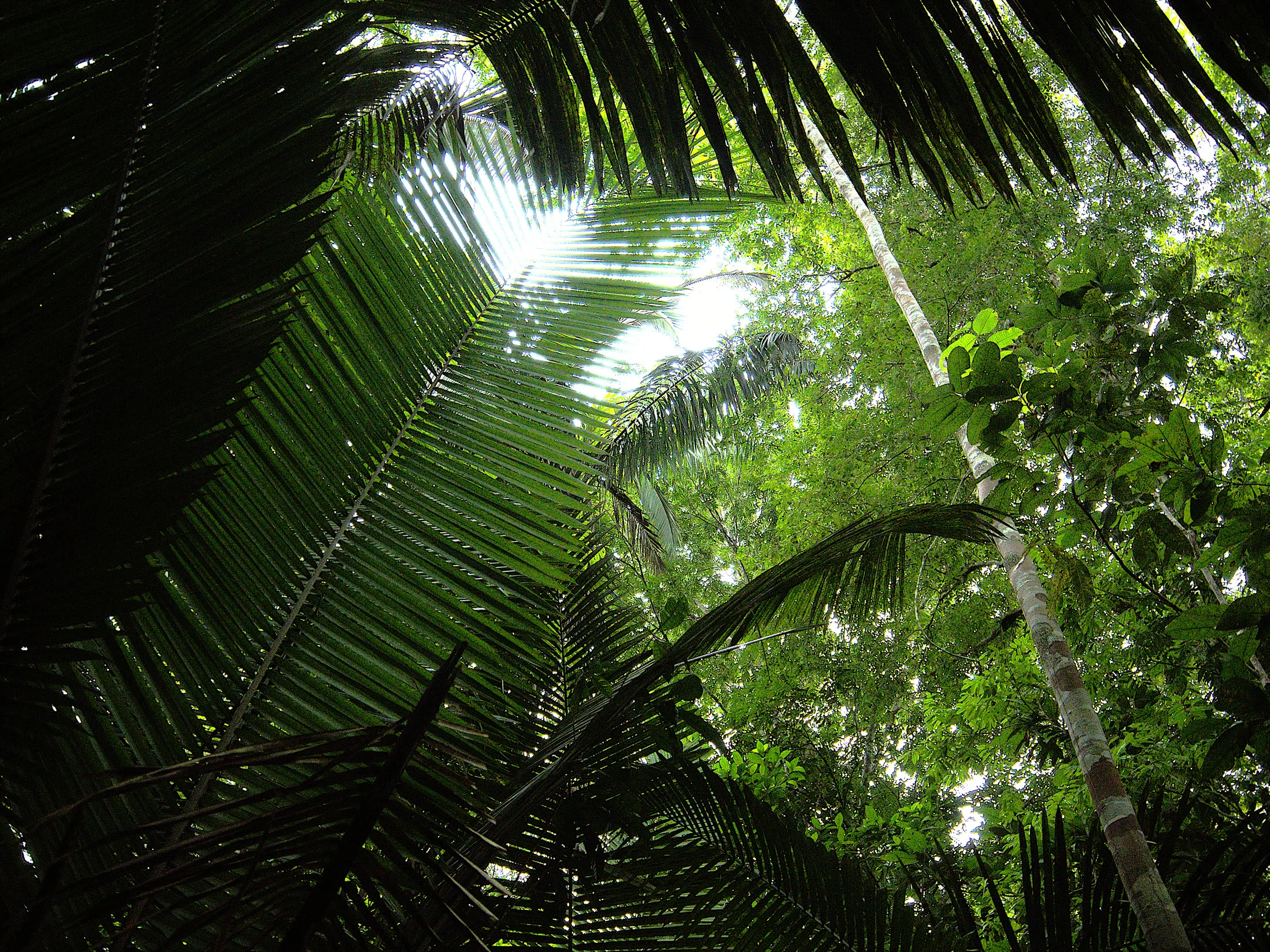A guide leading a trek through the rainforest understorey