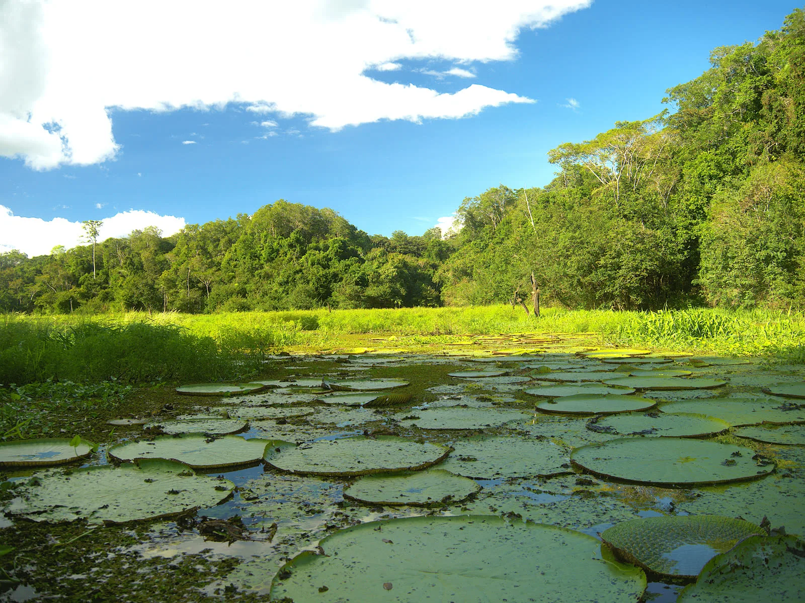 Dense rainforest understorey on a jungle trek