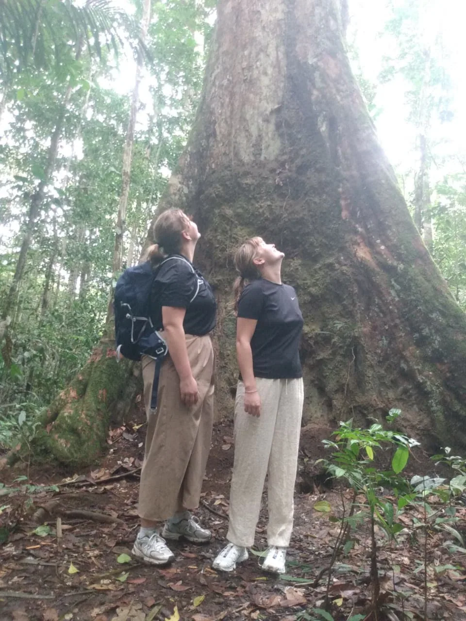 A guide identifying plants on the forest floor