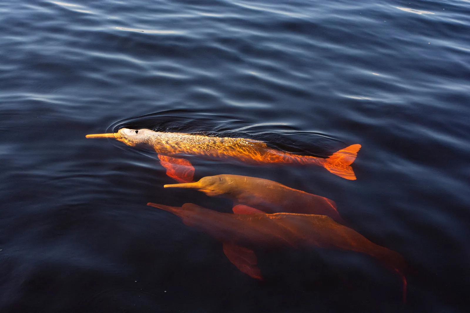 Two pink river dolphins at the surface of dark water, their orange-pink backs and dorsal ridges showing above the ripples