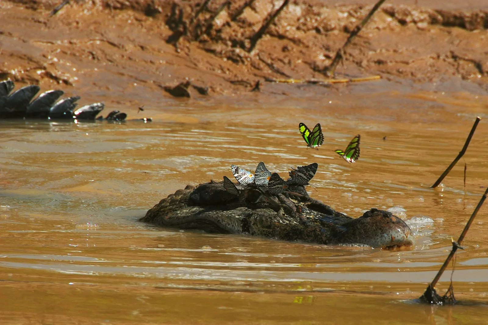 A caiman lying half-submerged in shallow muddy water, half a dozen cream and black spotted butterflies settled along the ridged skin of its head with their wings raised, and two more, green and black, hovering just above them