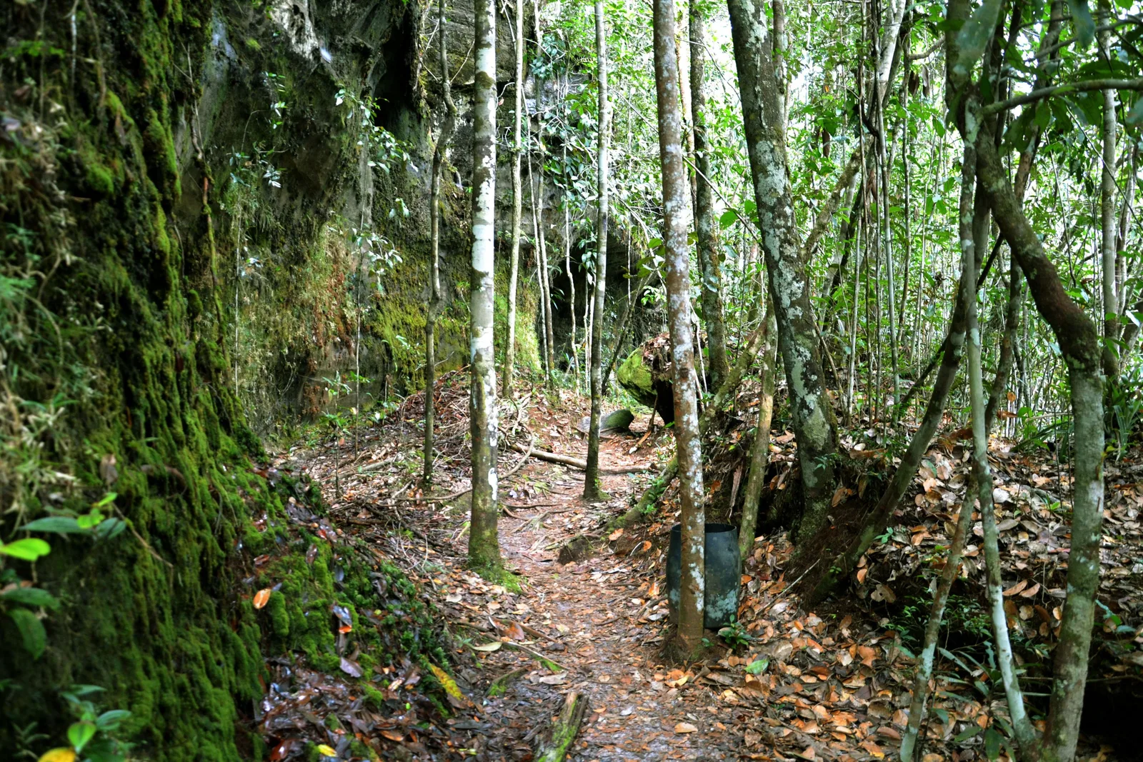 A narrow earth trail running through green forest between slender trunks, with light coming down through the canopy ahead