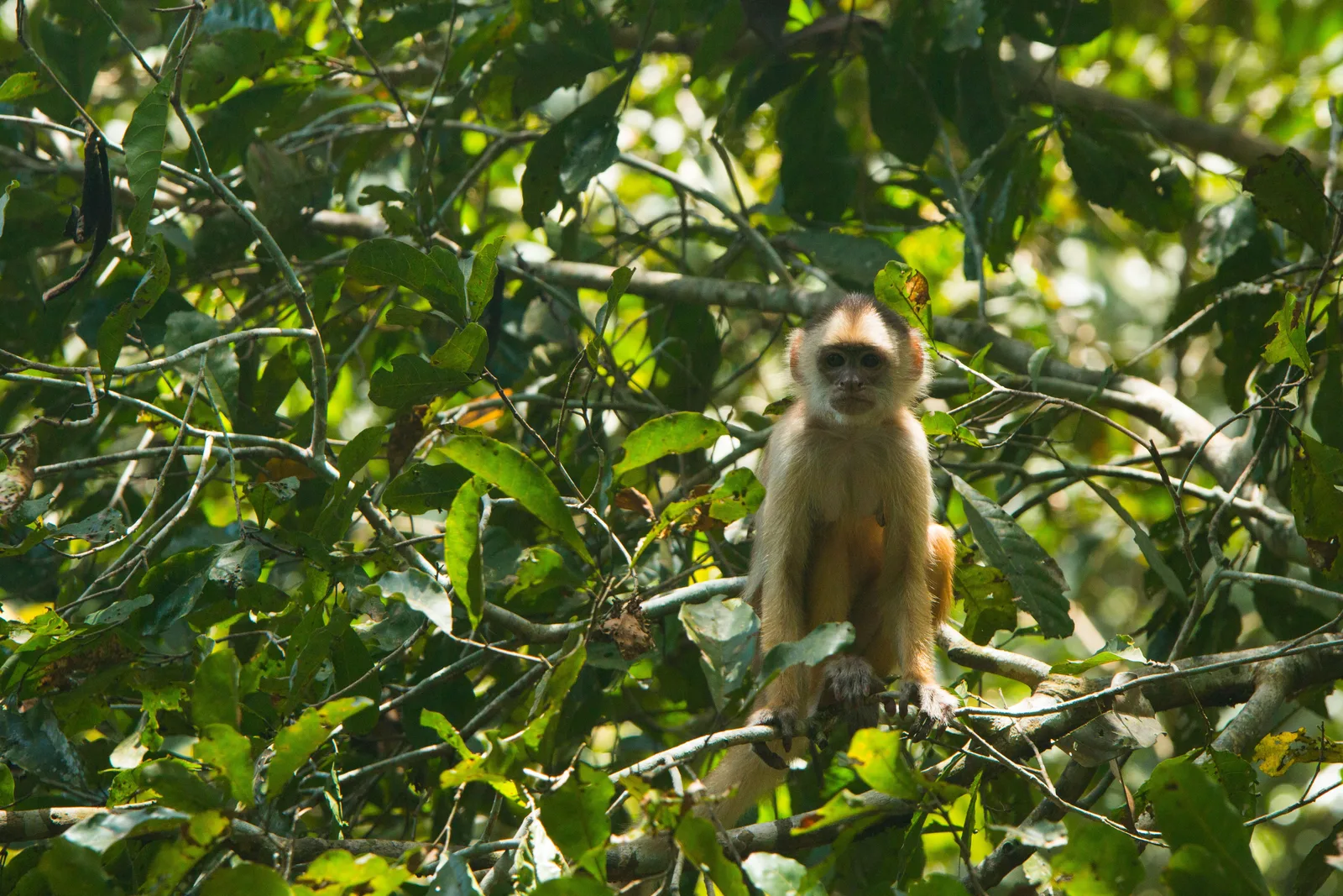 A small pale monkey sitting upright on a branch deep inside dense green foliage, watching the camera