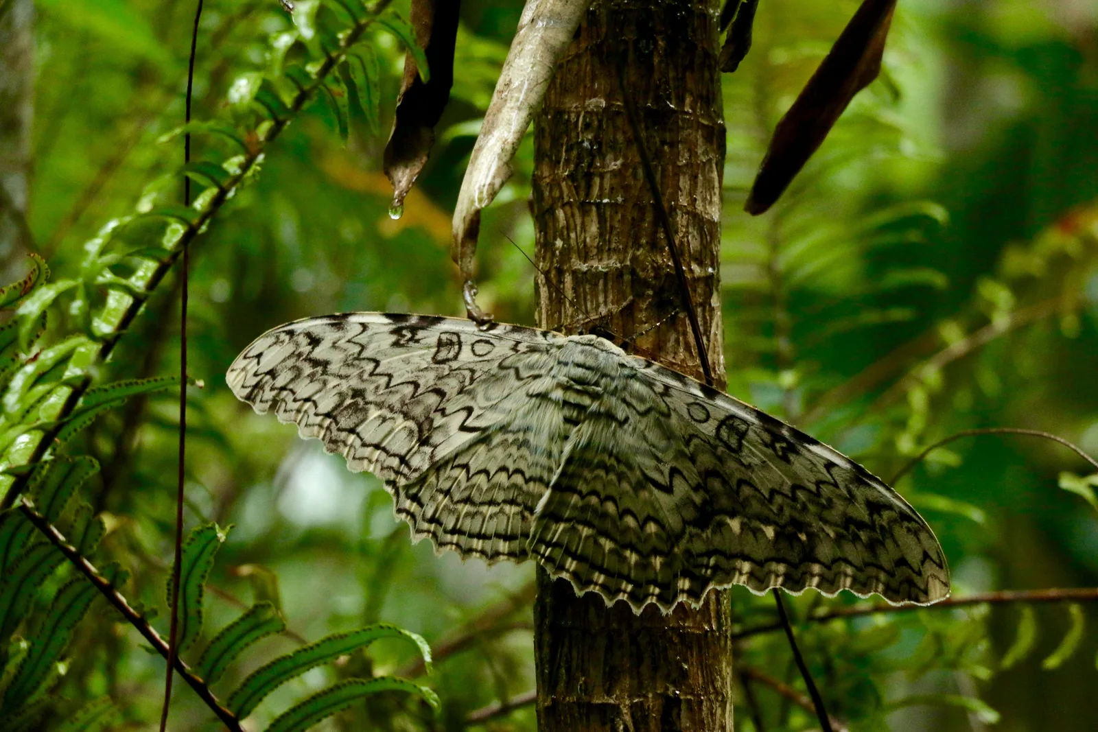 A large gray and brown moth with intricately patterned wings spread flat against the bark of a tree trunk