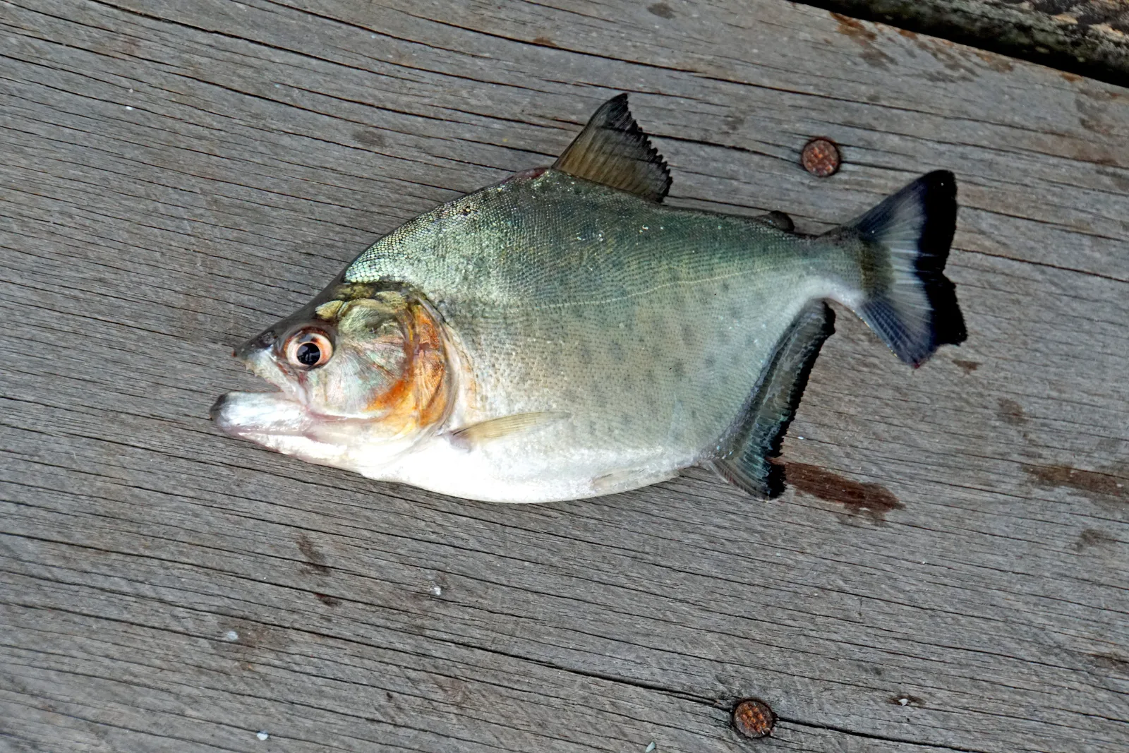A single piranha lying on weathered wooden decking, its silver flank and blunt jaw clearly visible