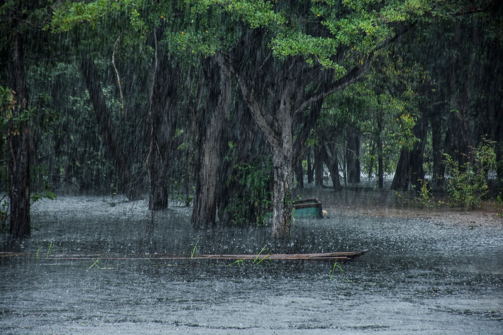 Heavy rain falling on flooded forest, the surface of the water broken all over by drops, with a small boat moored at the edge of the trees