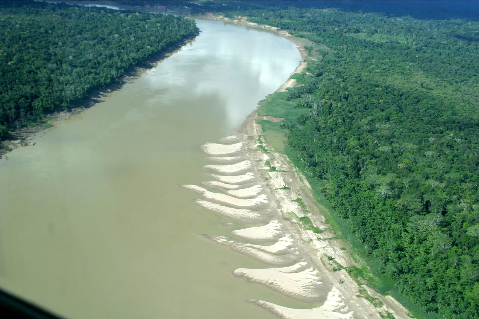 A long curving white river beach seen from the air, scalloped along the edge of dense forest with pale water beyond it