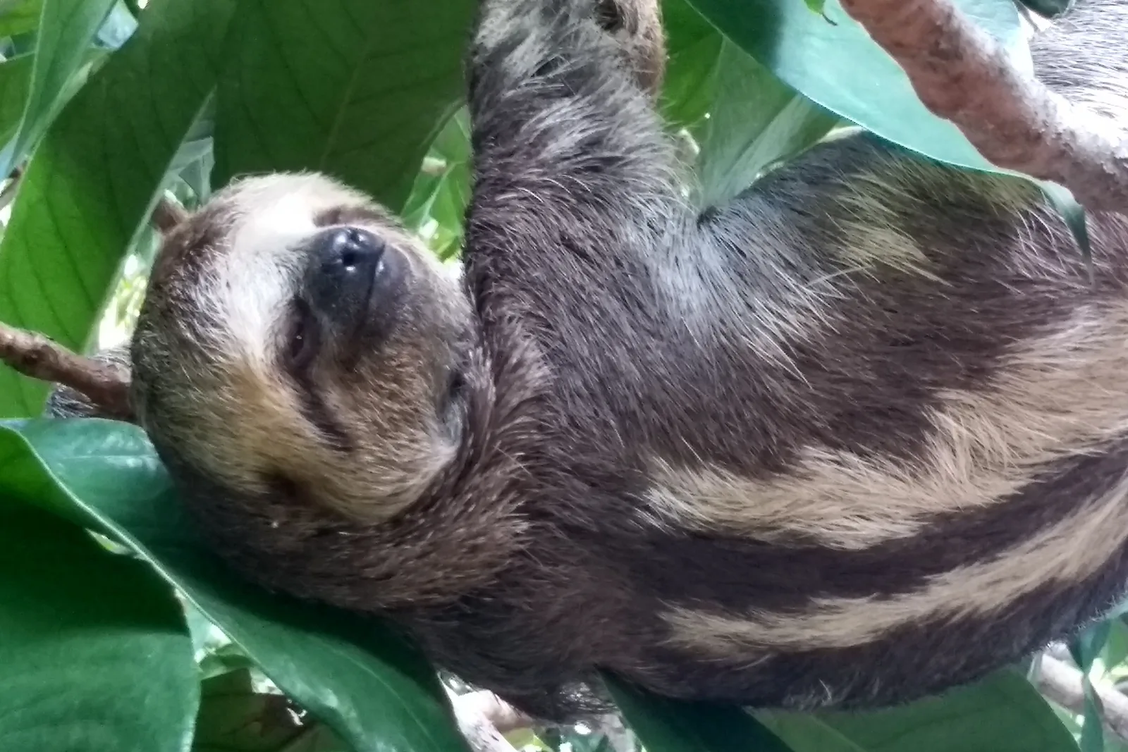 A three-toed sloth hanging upside down among broad green leaves, its face turned toward the camera