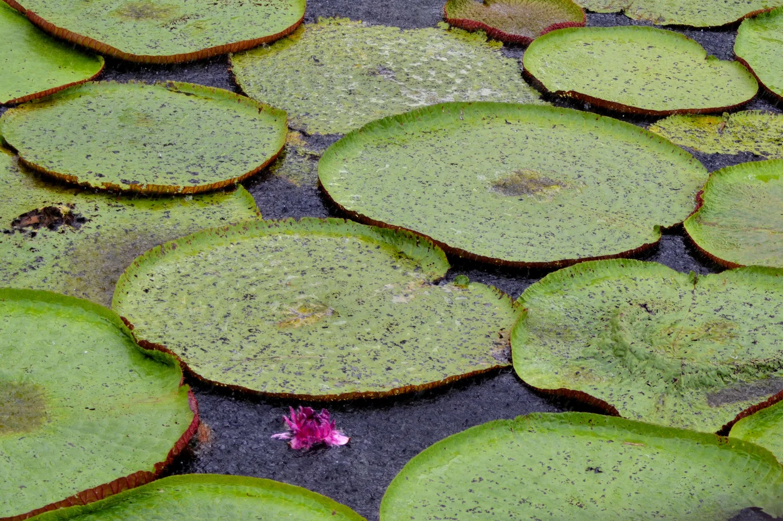 Giant round lily pads with raised rims packed across dark water, one pink flower open among them