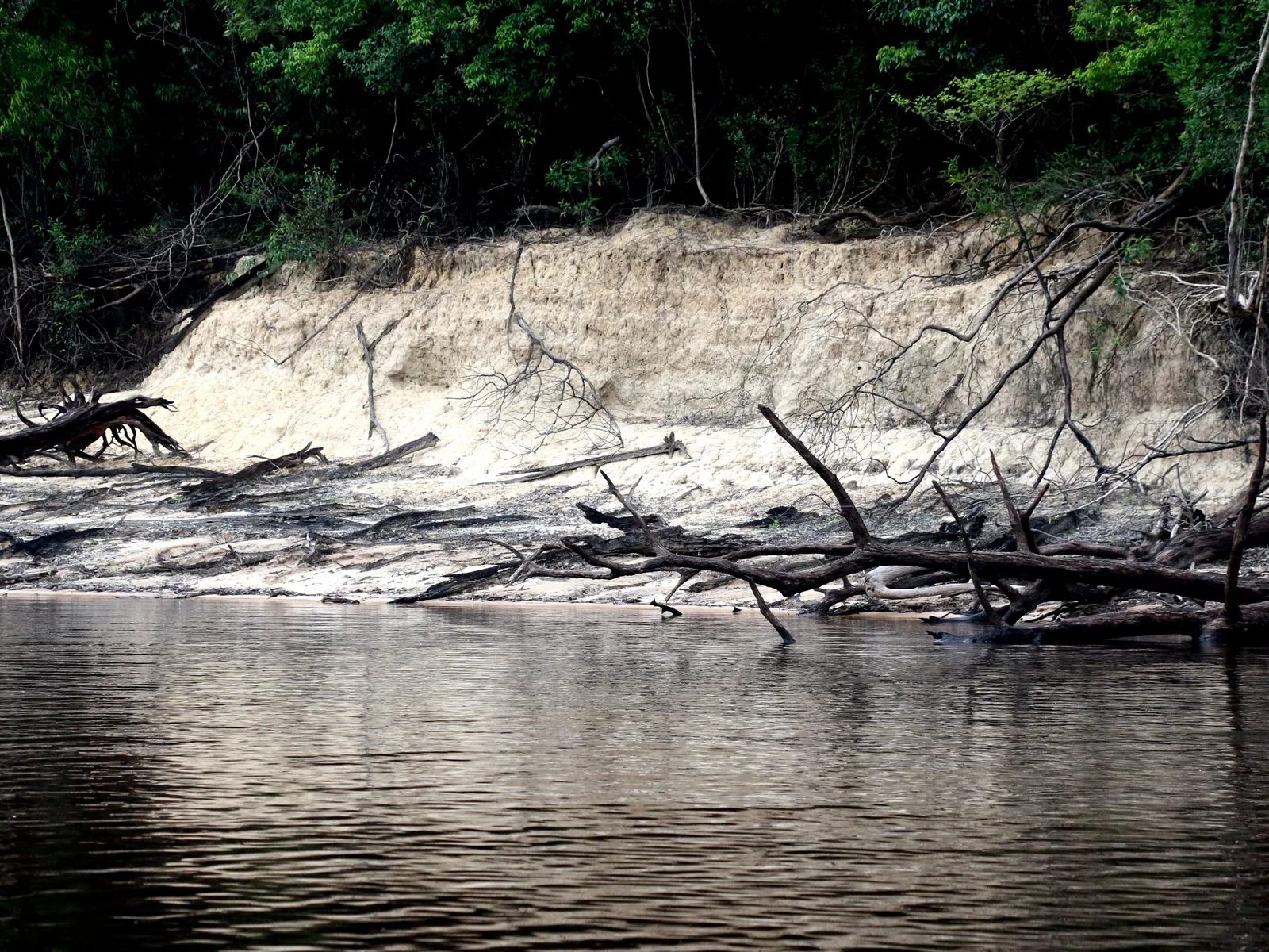 A bank of pale sand exposed at low water, tangled with bleached fallen branches above the edge of dark still water