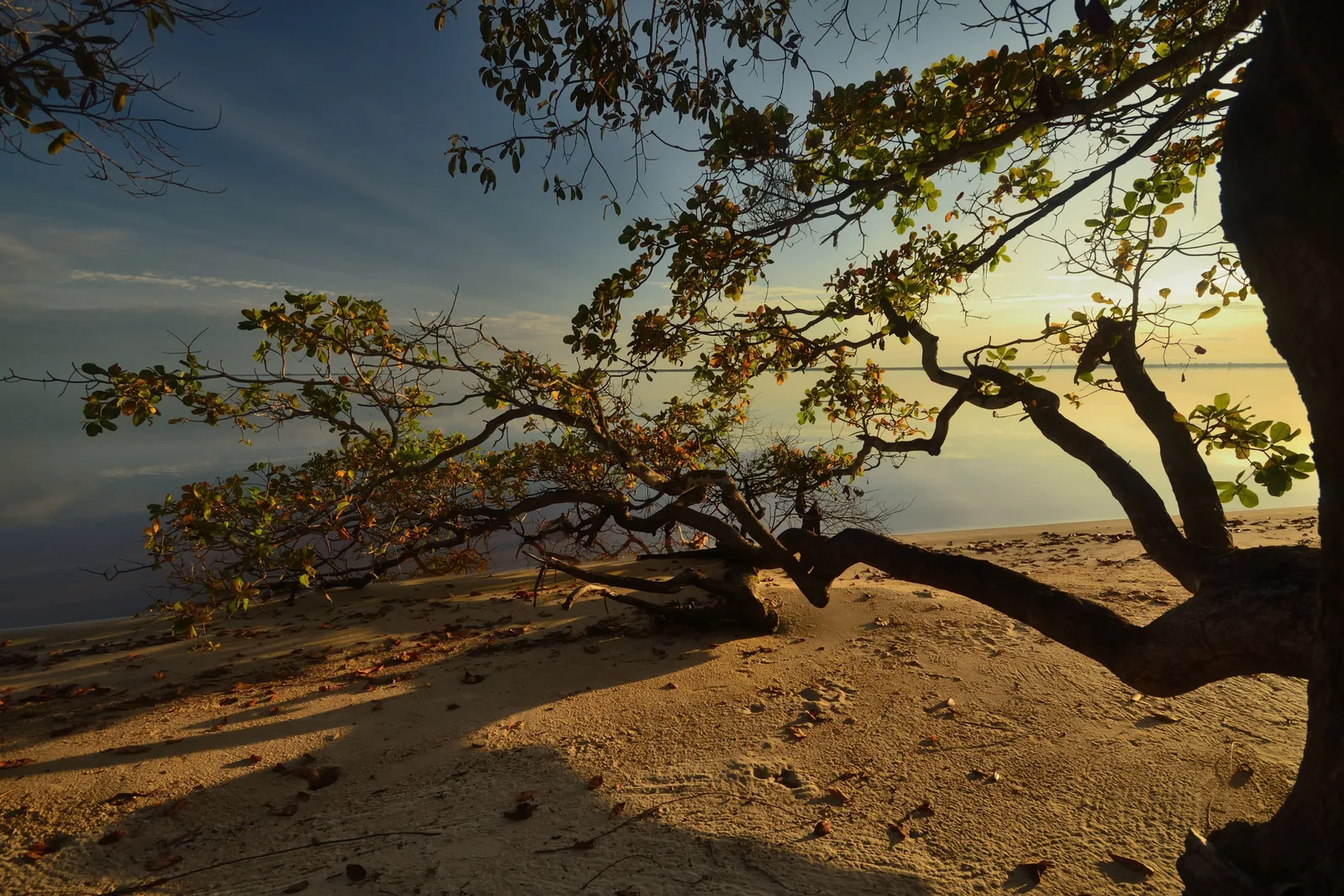 A tree leaning far out over a river beach at dusk, its branches spread across a pale sky above bare sand