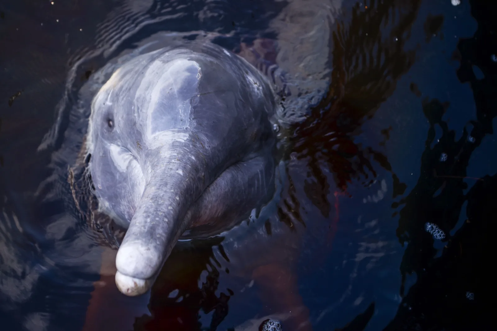 The head and long narrow beak of a pink river dolphin breaking the surface of dark water
