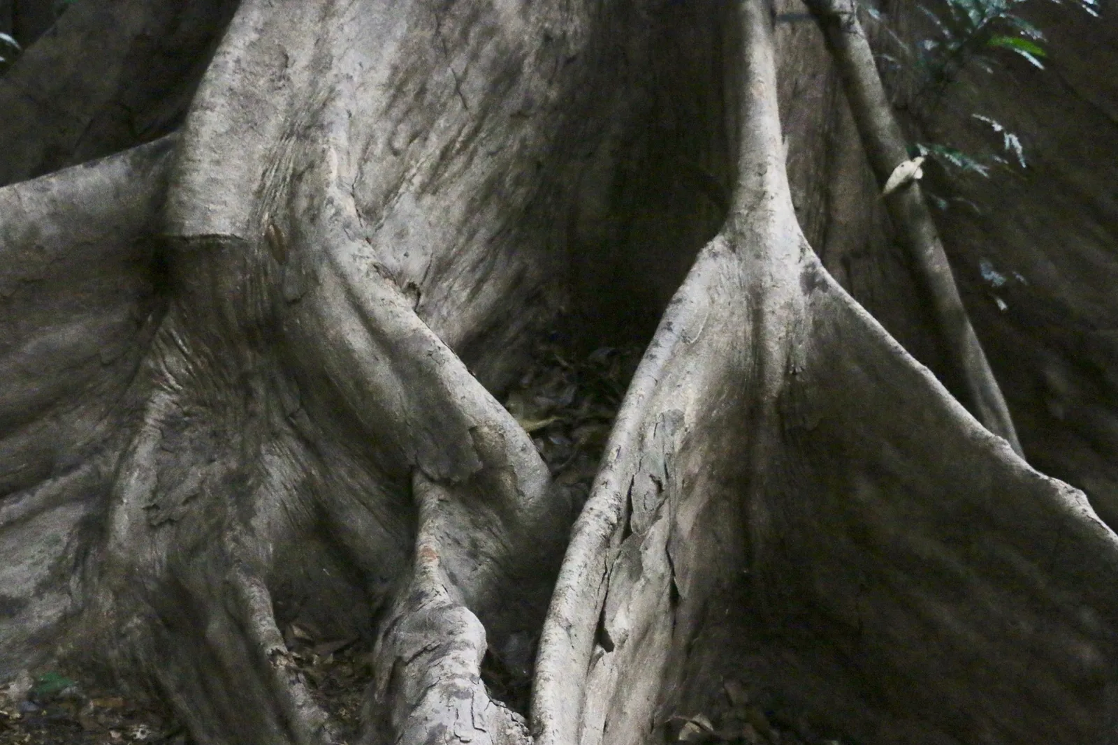 A black-and-white close view of the buttress roots of a rainforest tree, thin fins of wood fanning out from the trunk