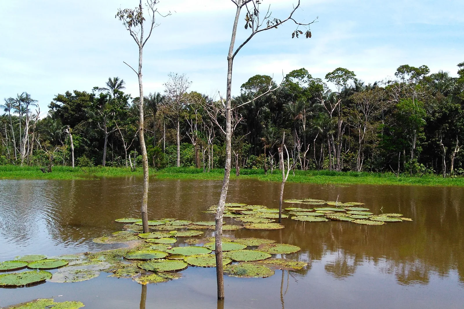 Flooded forest at the edge of the river: bare gray trunks standing in brown water with round lily pads spread across the surface between them
