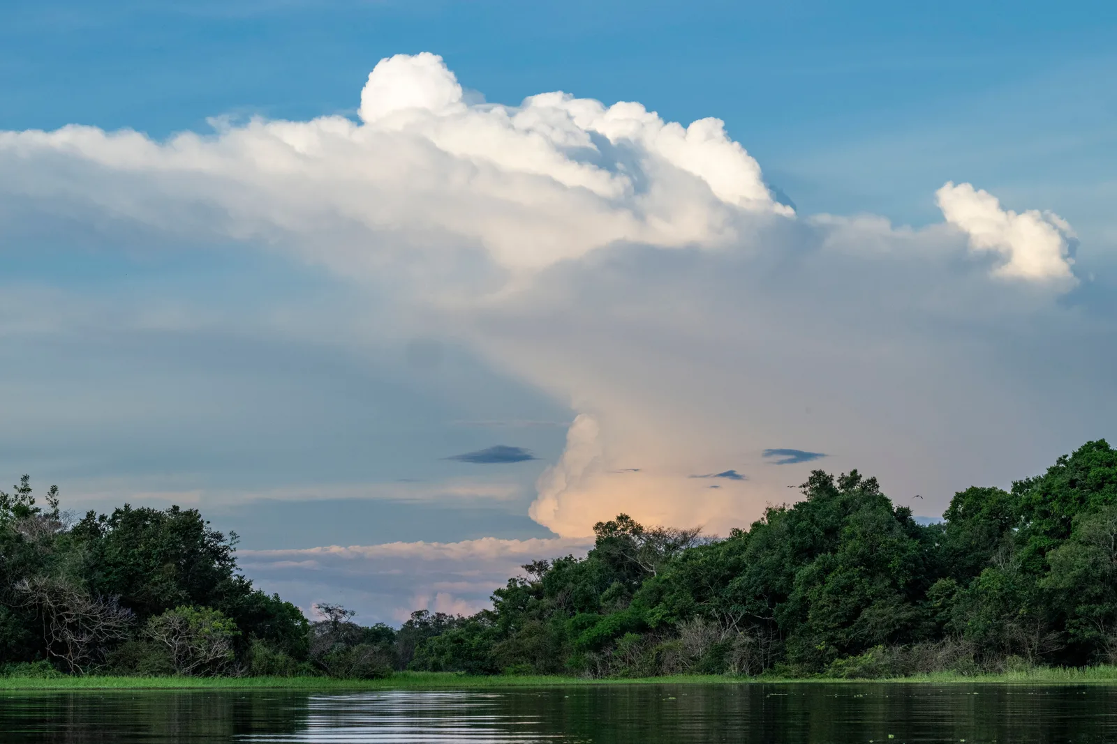 A towering cumulus cloud building over the forest at the end of the day, its base lit orange above a dark river