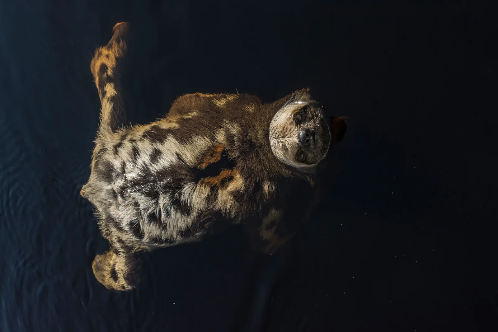 A sloth swimming across dark open water seen from above, its head raised clear of the surface and its mottled brown and cream back and outstretched limbs breaking through it