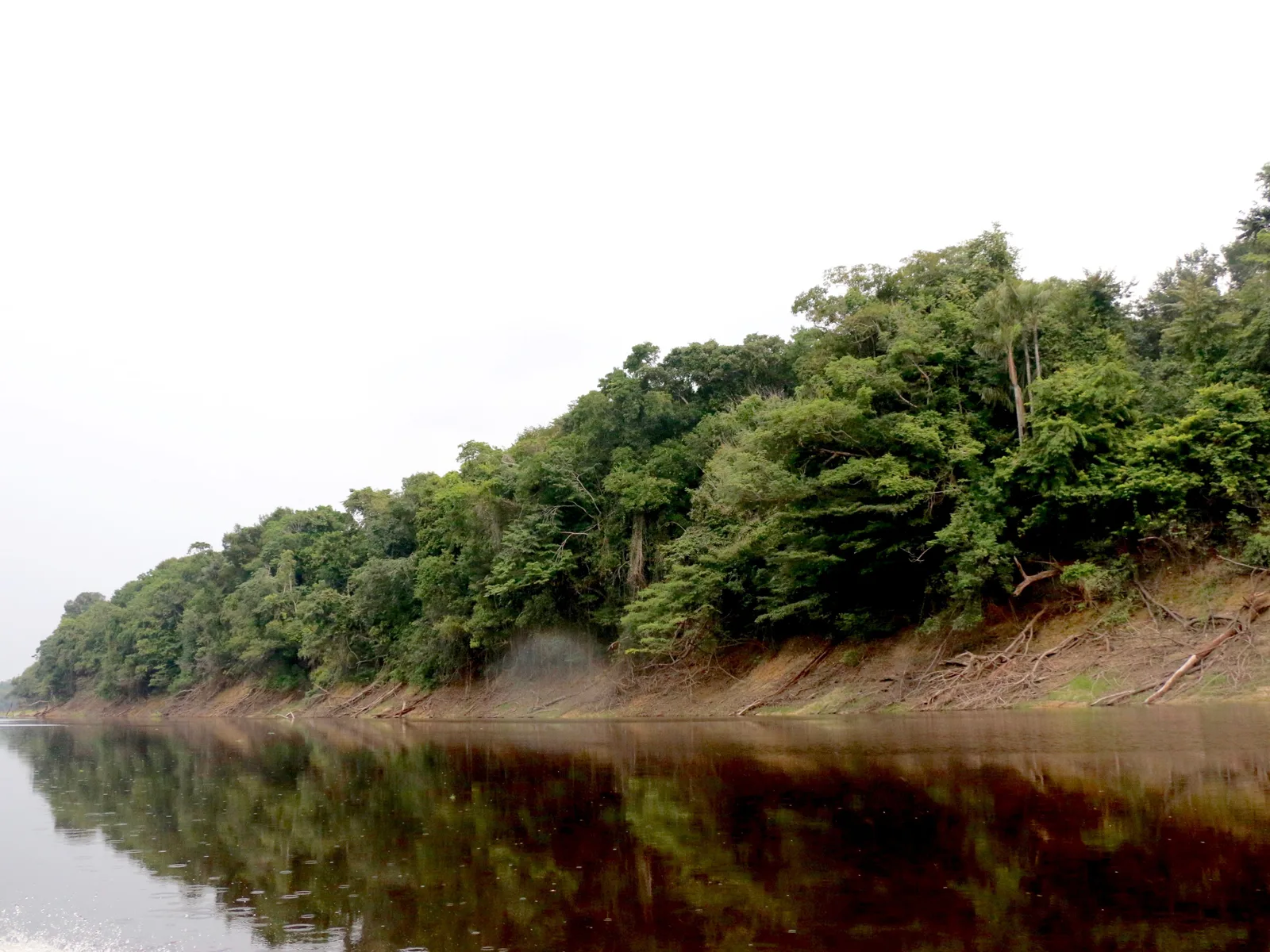 A forested island in the Rio Negro under a blank white sky, a strip of bare red earth and fallen branches exposed along its bank above dark tea-colored water that carries the reflection