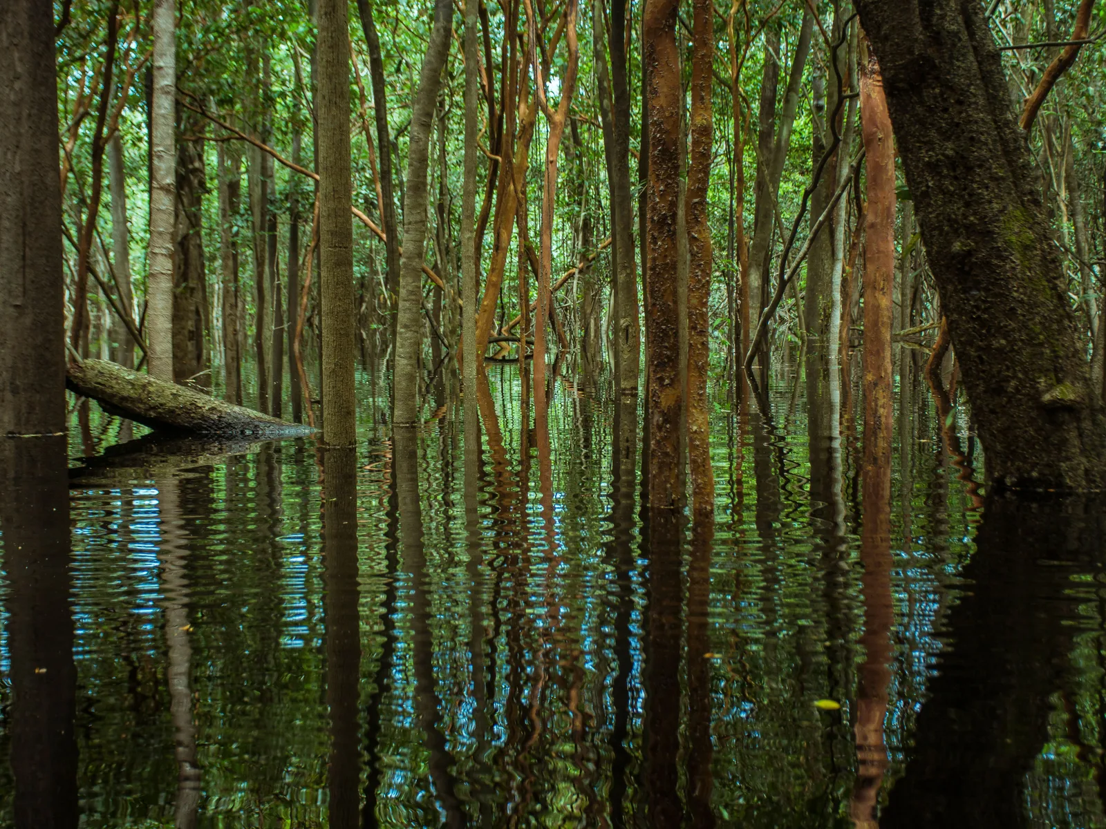 Flooded forest at high water: dozens of slender pale trunks rising straight out of still water, each one doubled by its own reflection