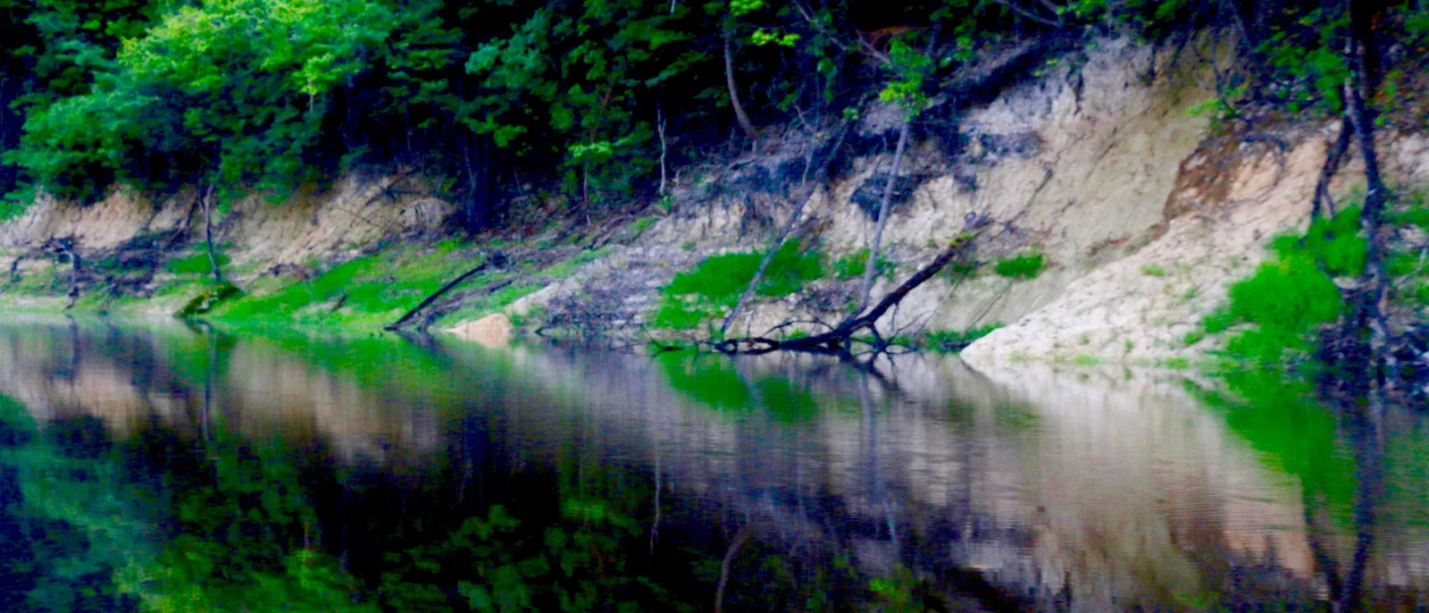 A pale eroded river bank at low water, bright green growth and dead branches spilling down it from the forest above, the whole thing doubled in the dark still water below