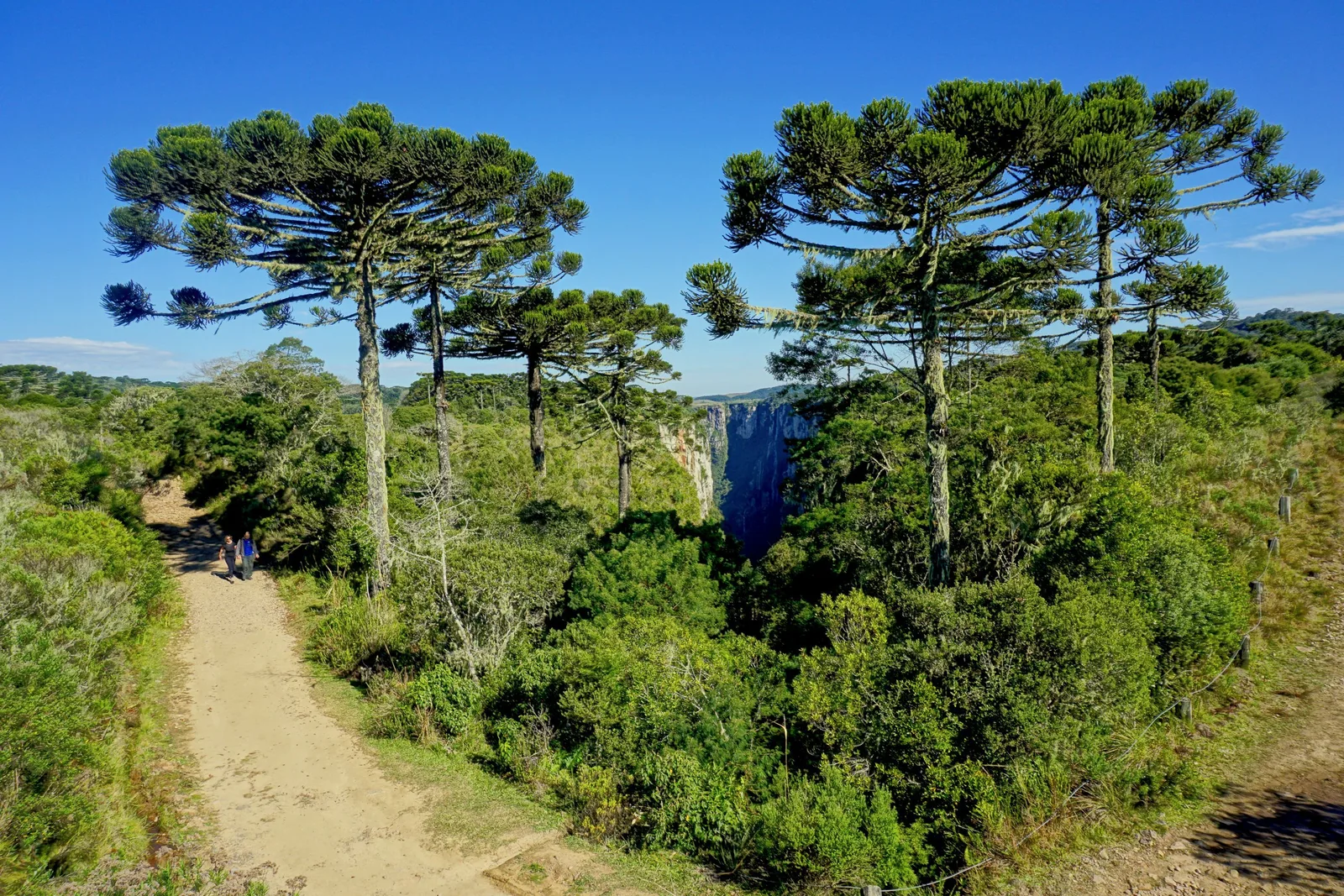 A dirt track running between araucaria trees and low scrub toward the edge of the Itaimbezinho, a canyon wall visible through the trees
