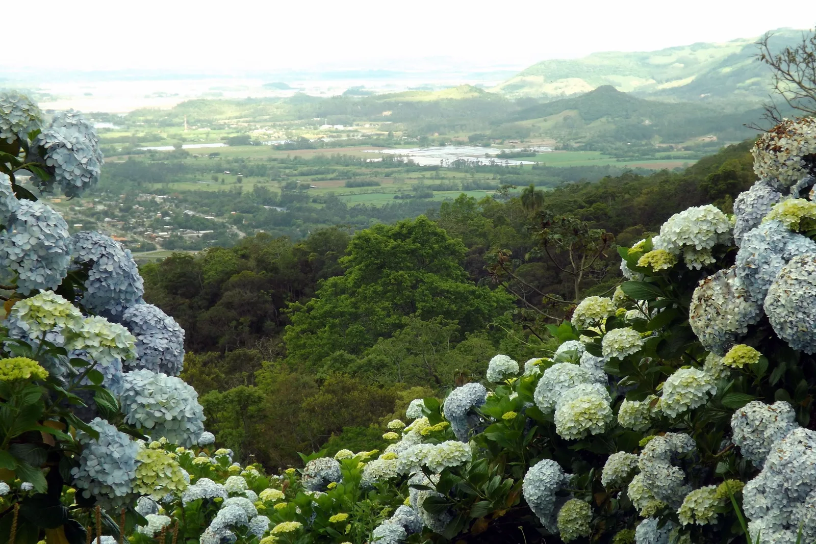 Pale blue hydrangeas growing along a high roadside, the wooded escarpment falling away to a wide green plain below