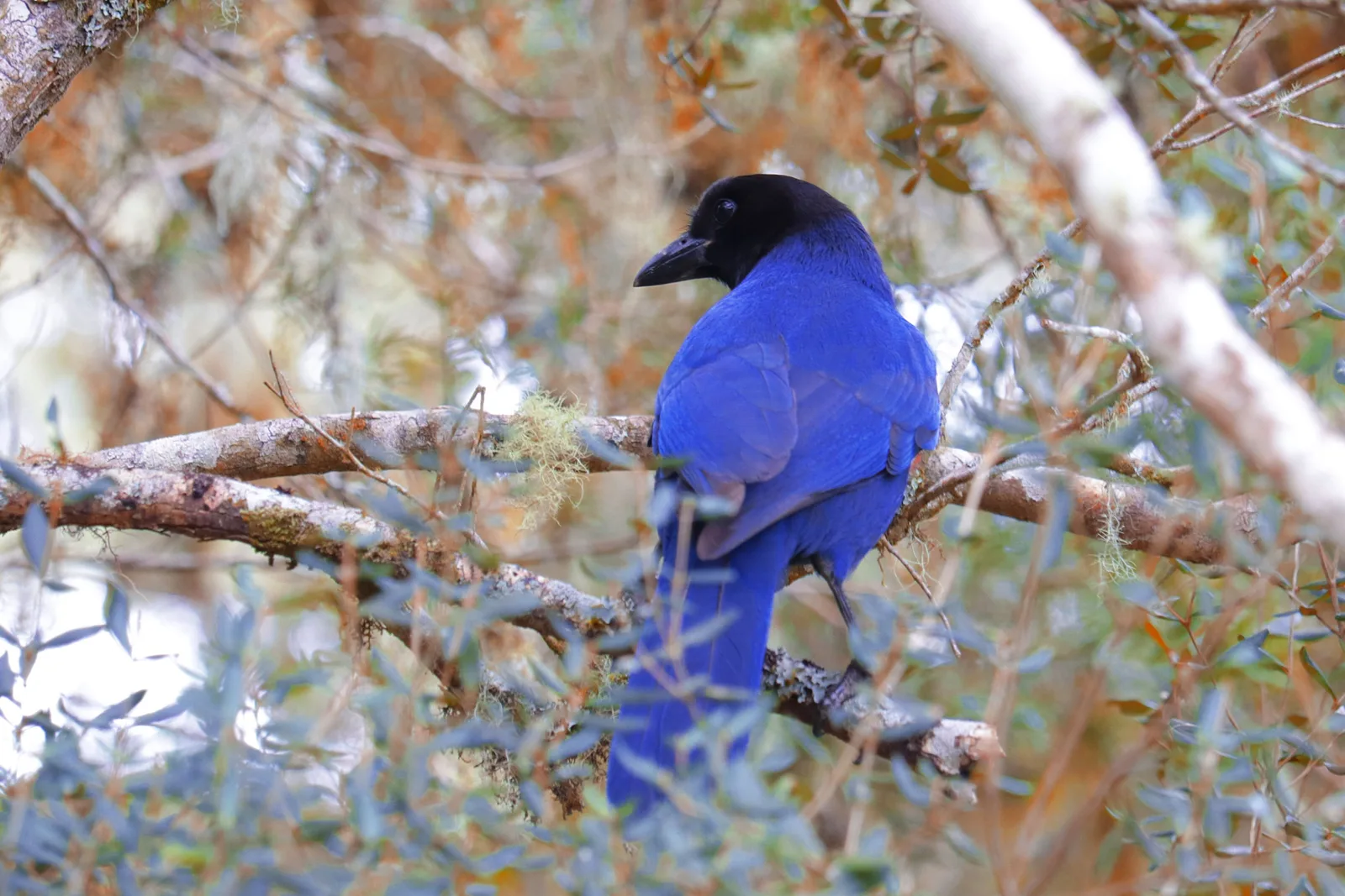 A deep blue azure jay with a black head perched on a bare branch, pale brown foliage behind it
