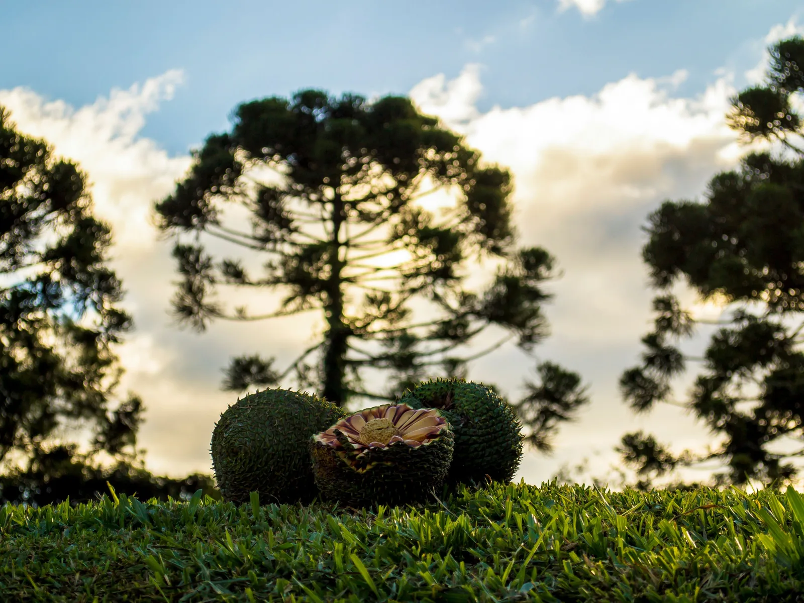 Two round araucaria cones and a broken one lying on short grass, the silhouette of an araucaria tree against a pale sky behind
