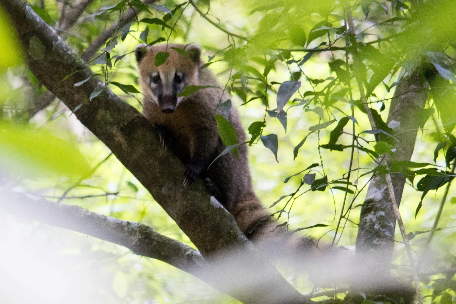 A coati sitting in the fork of a tree, looking toward the camera through green leaves, inside the Itaimbezinho canyon