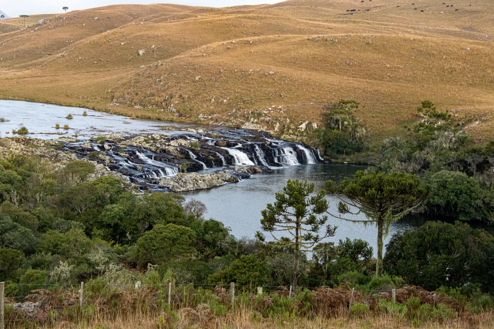 A river spreading across the high plateau and tumbling over a low rock ledge in several falls, golden grassland and araucaria trees around it