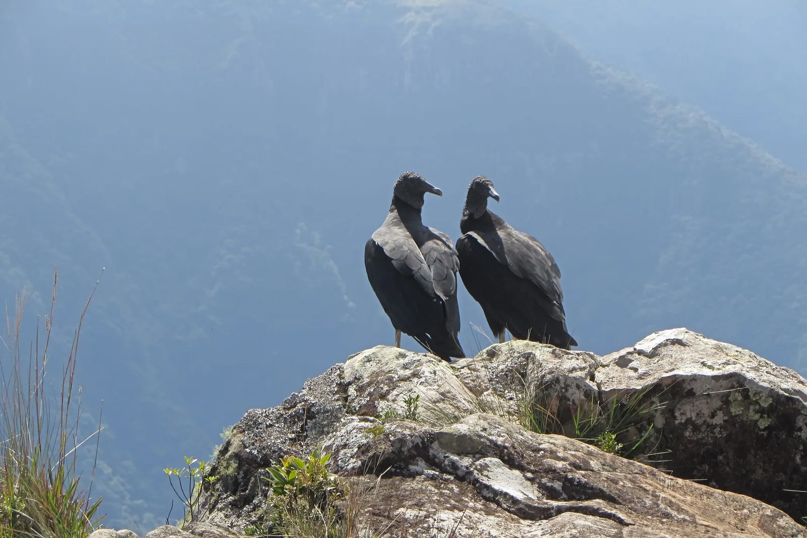 Two black vultures standing side by side on a lichen-covered rock at the canyon edge, a forested slope fading into blue haze behind them