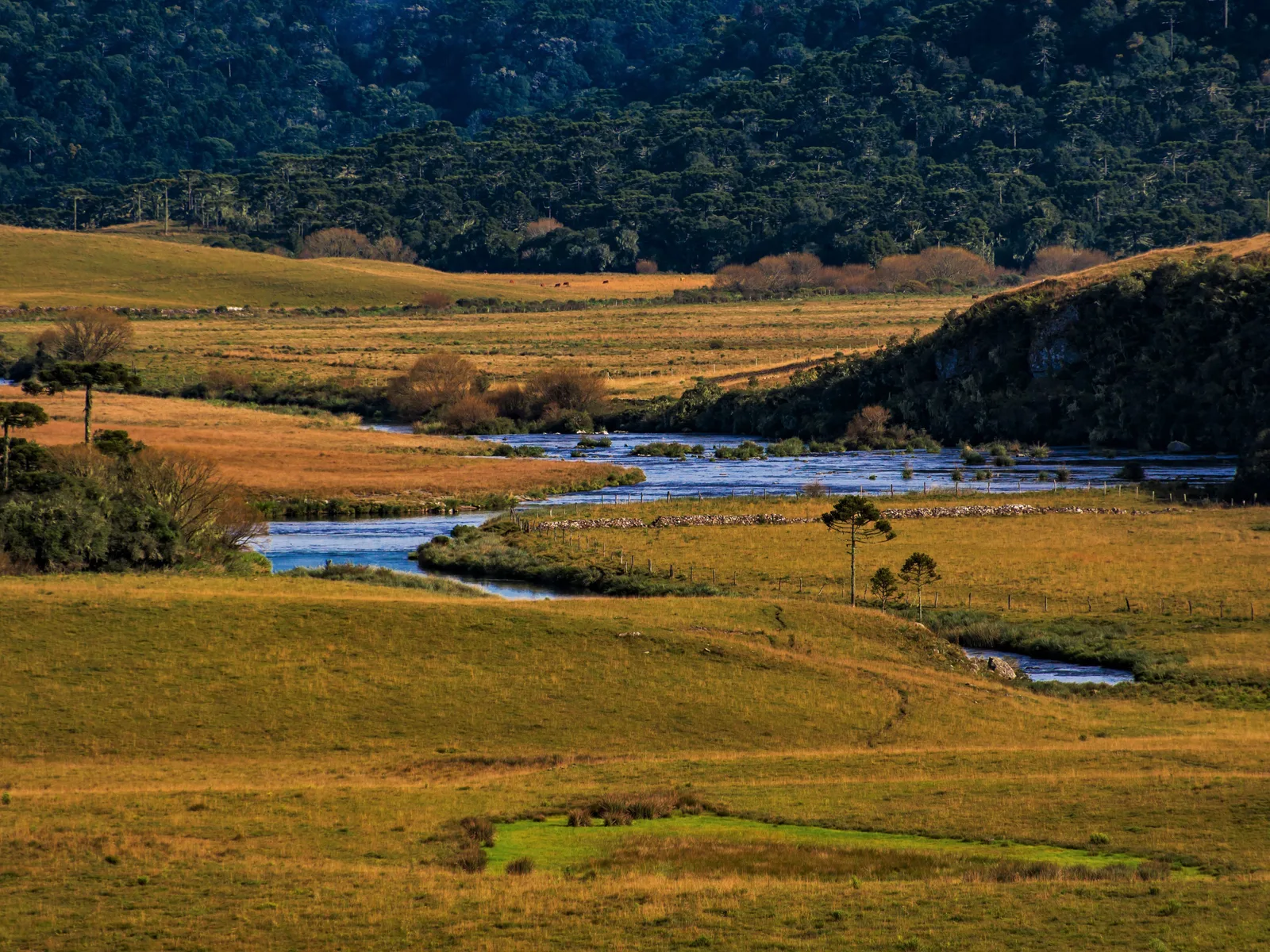 A river winding through flat golden grassland on the high plateau, a few araucaria trees scattered across it and dark forest beyond
