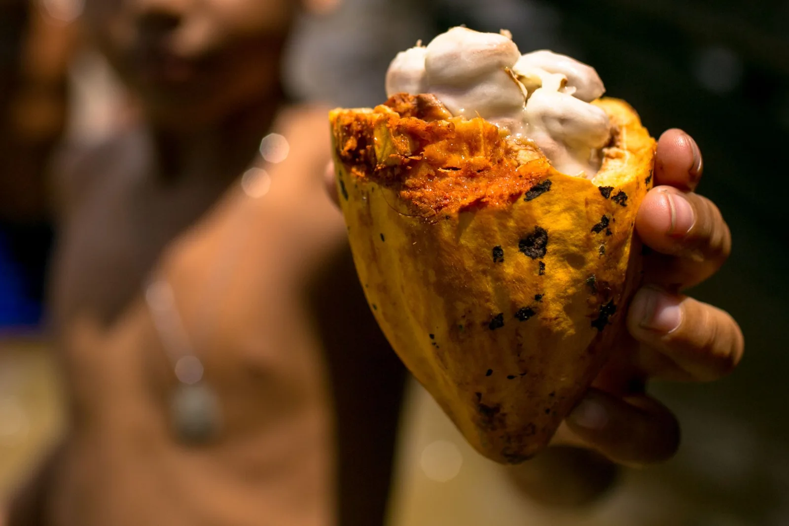 A hand holding an orange cacao pod split open to show the rows of white pulp-covered beans inside