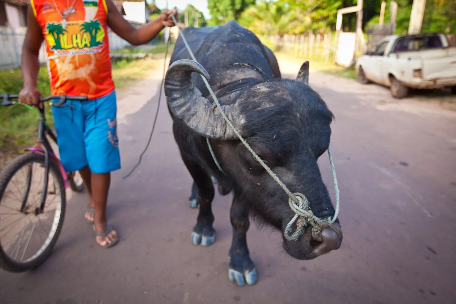 A boy in an orange shirt standing beside a bicycle on a village road, leading a large dark water buffalo on a rope