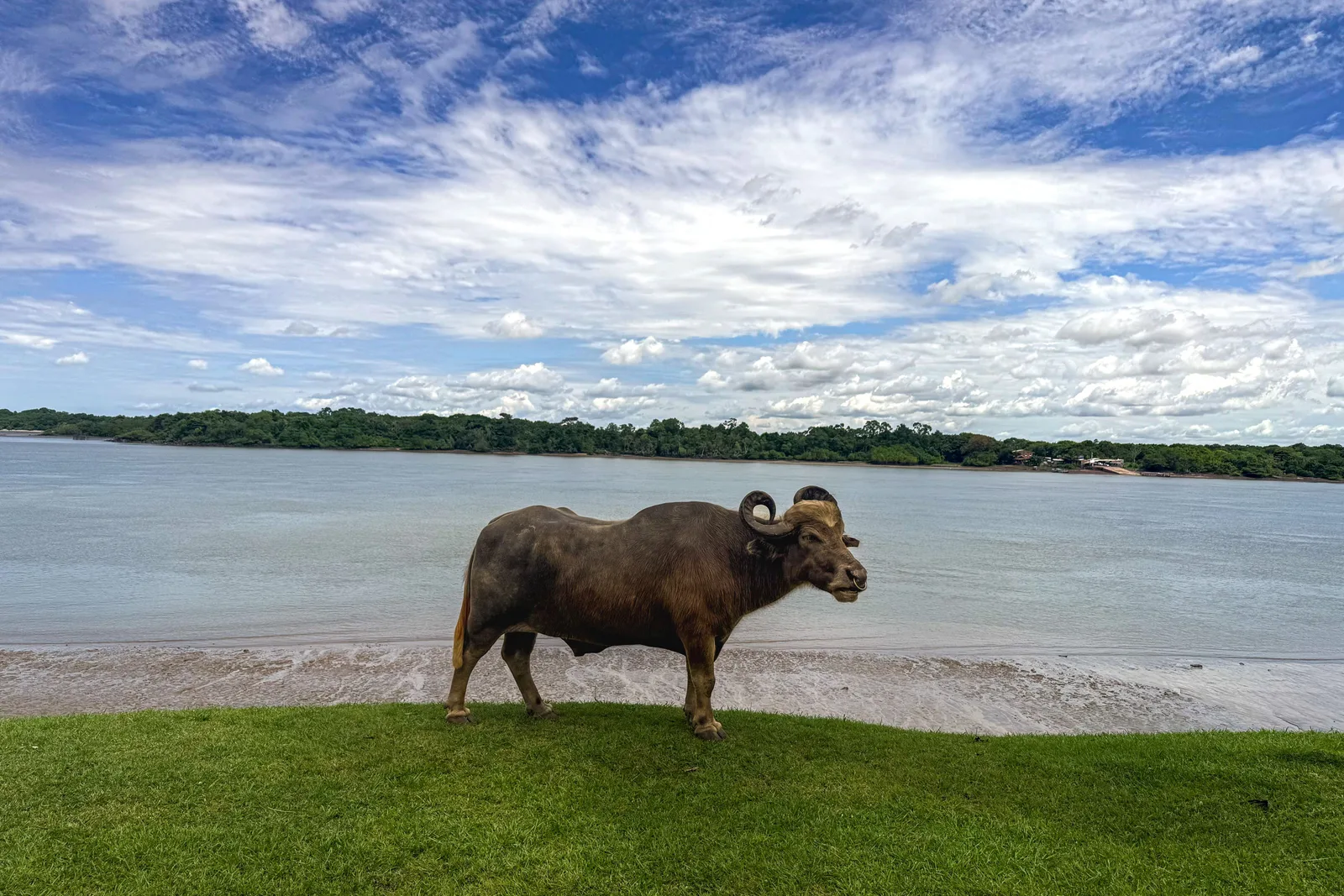 A single gray water buffalo standing on a strip of green grass at the edge of a wide flat river under a big blue sky