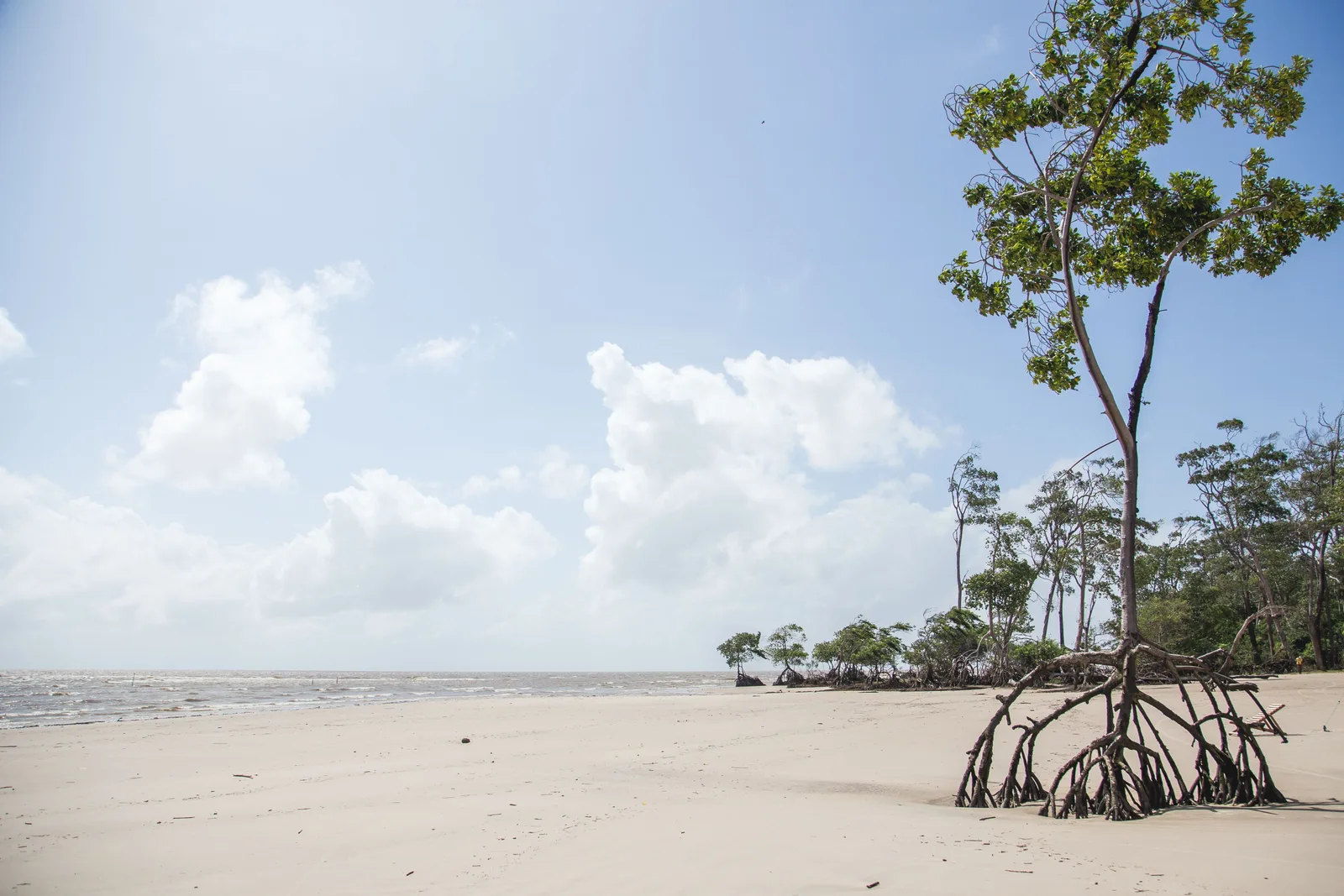 A mangrove tree in full leaf standing on dry sand at Praia da Barra Velha on Marajó, propped on its exposed stilt roots, the sea far out under a big sky