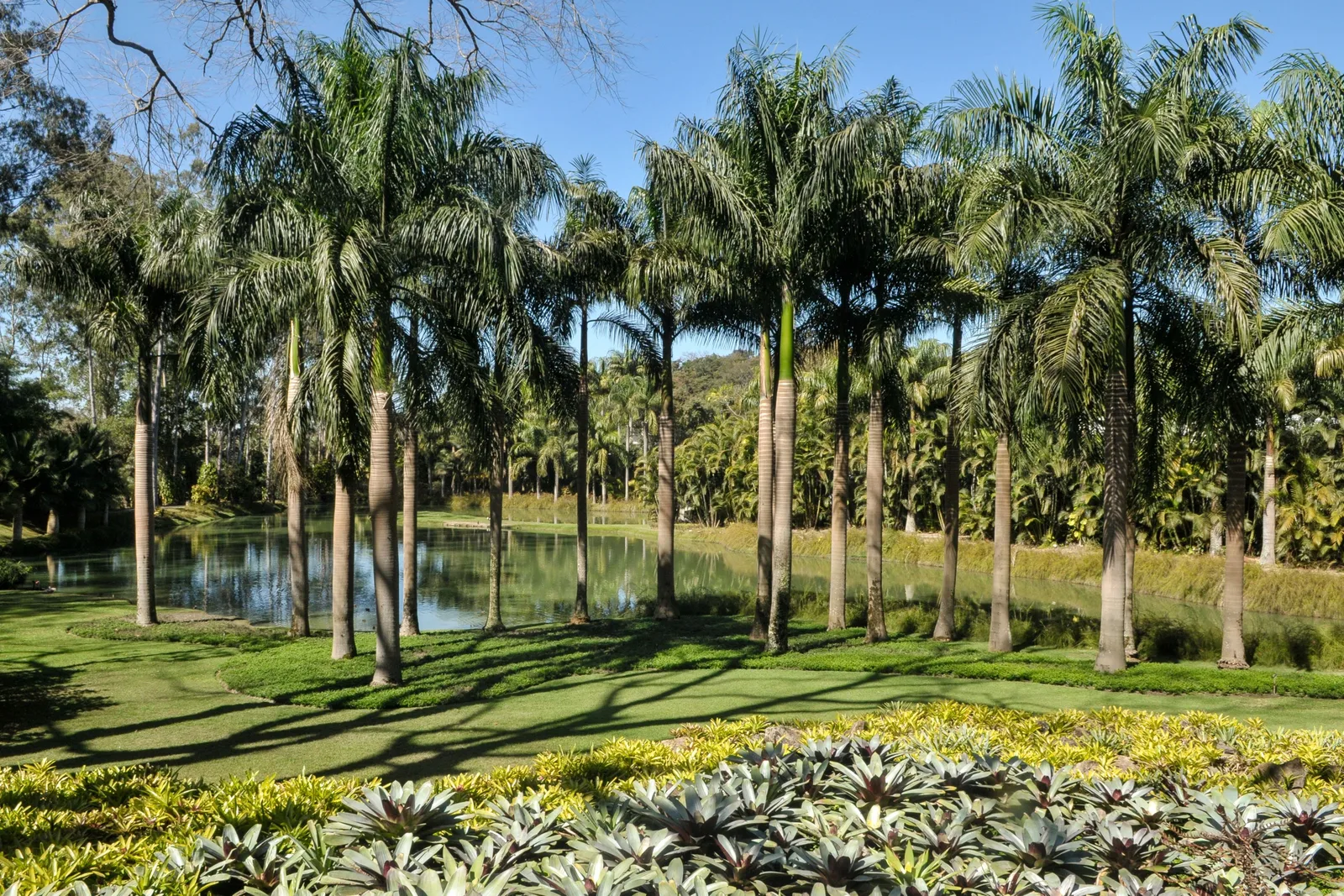 A grove of tall palms casting long shadows across a lawn beside a still lake at Inhotim, low bromeliads planted along the path in the foreground