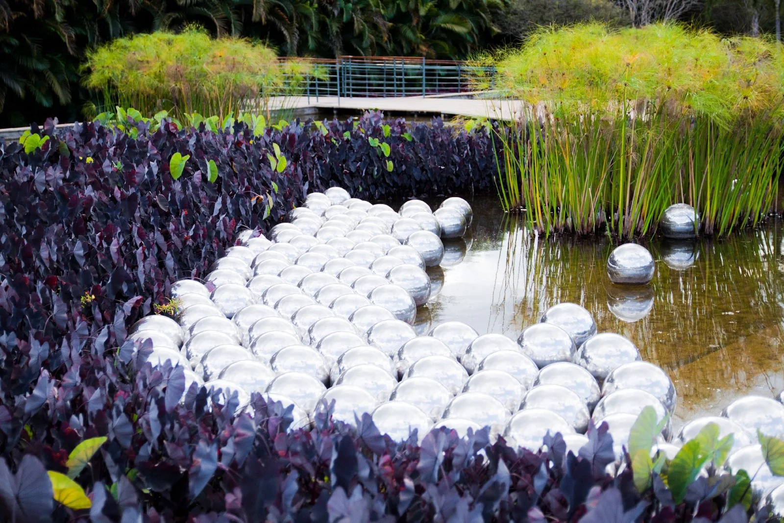 Yayoi Kusama’s Narcissus Garden at Inhotim: hundreds of silver mirrored spheres packed together in a curving band on shallow water, deep purple leaves on one side and tall green grasses on the other