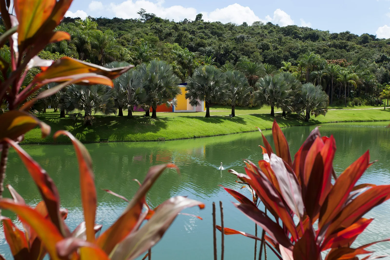 Red-leaved tropical plants in the foreground of a still green lake at Inhotim, lawns and a hillside of trees beyond the water