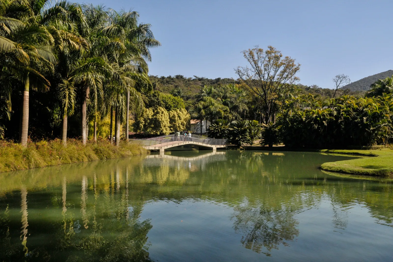 A still lake at Inhotim with a small white footbridge on the far side, palms and tall trees along the banks and wooded hills behind