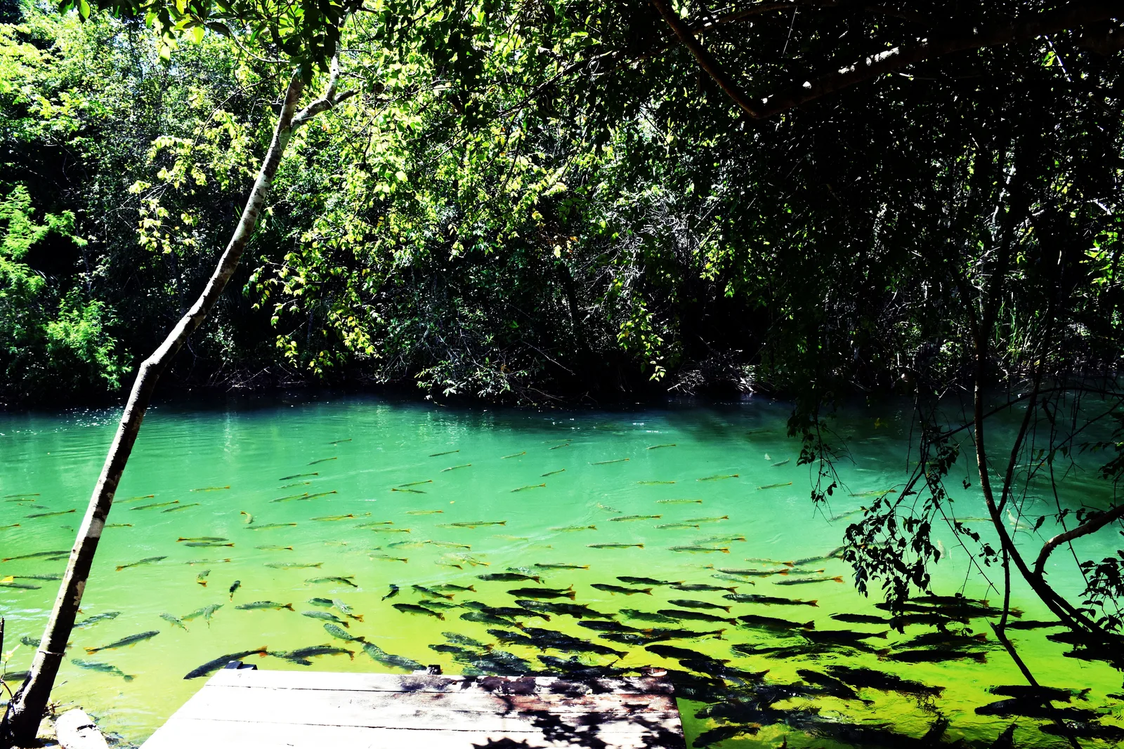 Vivid green water at the Balneário Municipal on the Rio Formoso carrying a large shoal of fish, a wooden deck at the near edge and dark forest along the bank